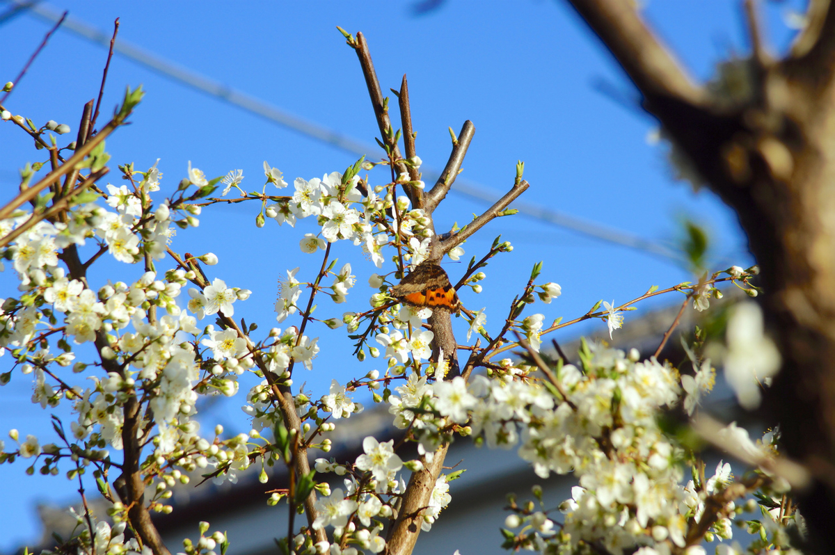 f:id:masatdm1951:20190321174200j:plain