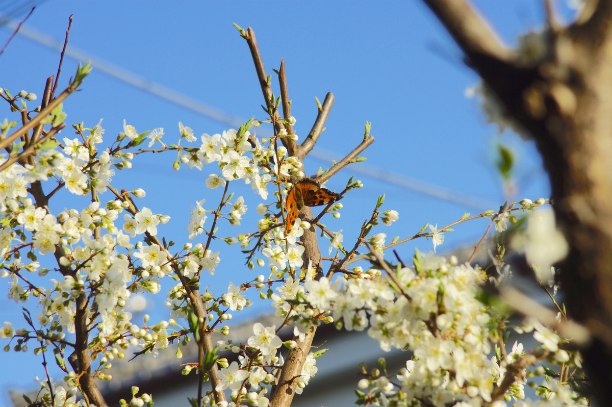 f:id:masatdm1951:20190321174212j:plain