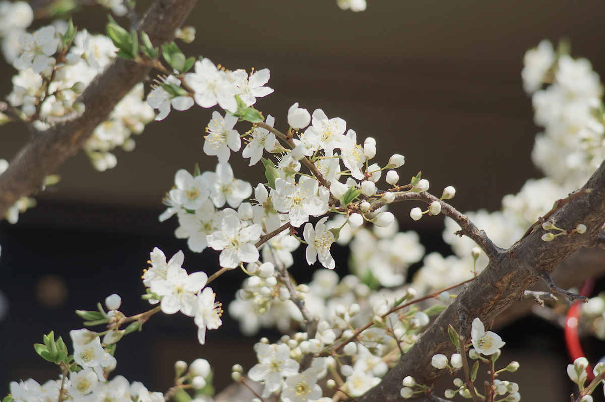 f:id:masatdm1951:20190321174435j:plain