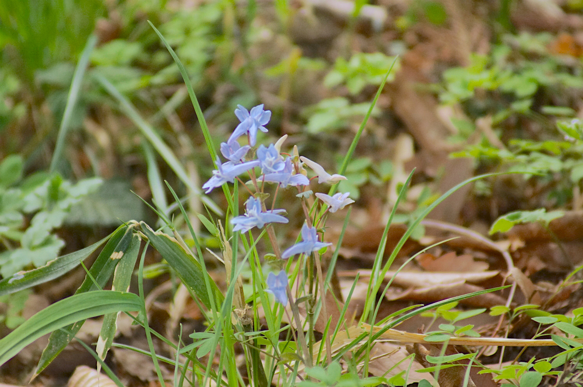 f:id:masatdm1951:20190328195342j:plain f:id:masatdm1951:20190328195342j:plain