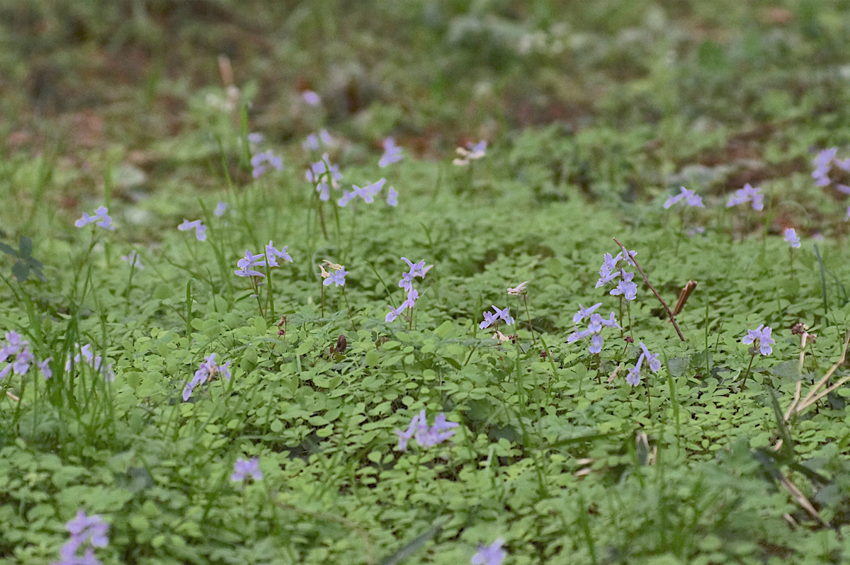 f:id:masatdm1951:20190328195409j:plain f:id:masatdm1951:20190328195409j:plain