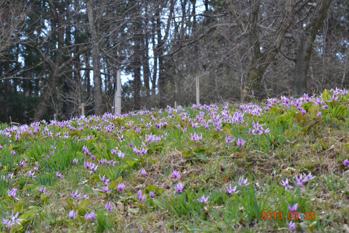 f:id:masatdm1951:20190328220153j:plain f:id:masatdm1951:20190328220153j:plain