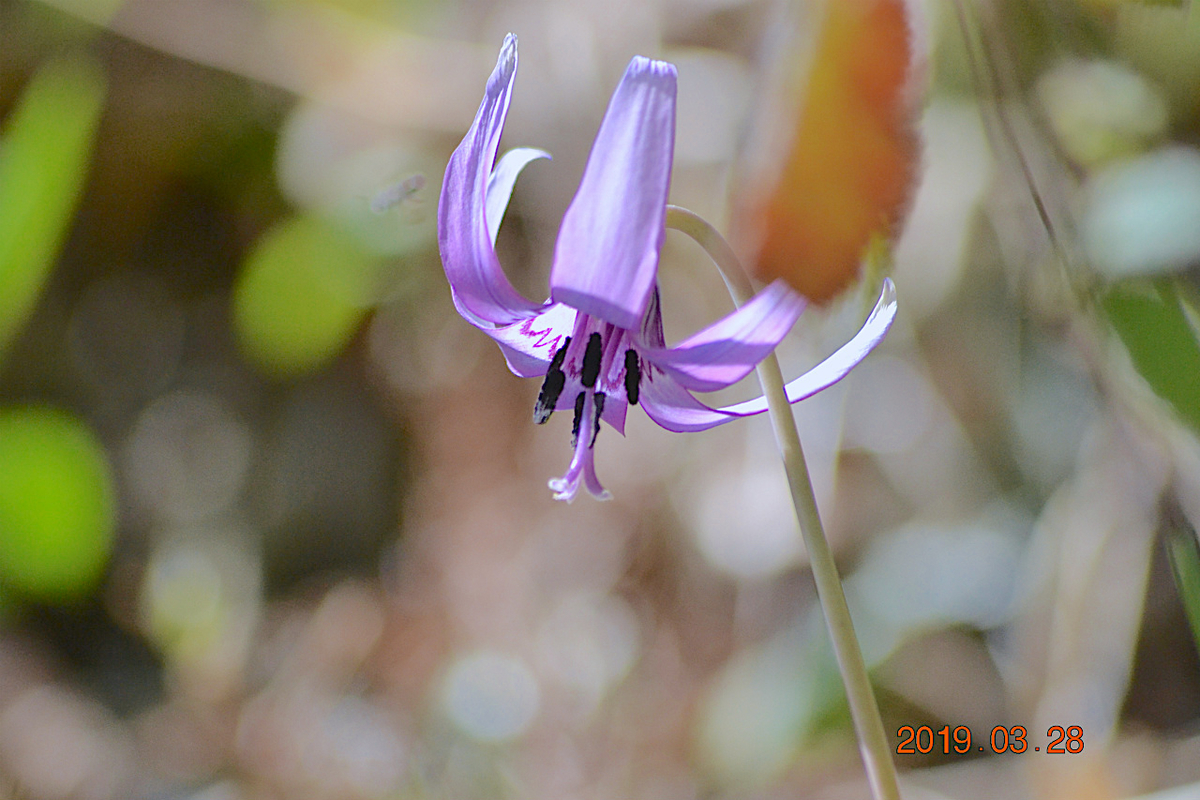 f:id:masatdm1951:20190328220228j:plain f:id:masatdm1951:20190328220228j:plain