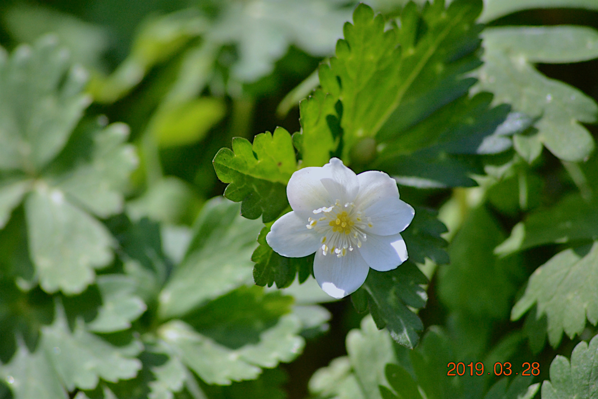 f:id:masatdm1951:20190328220424j:plain f:id:masatdm1951:20190328220424j:plain