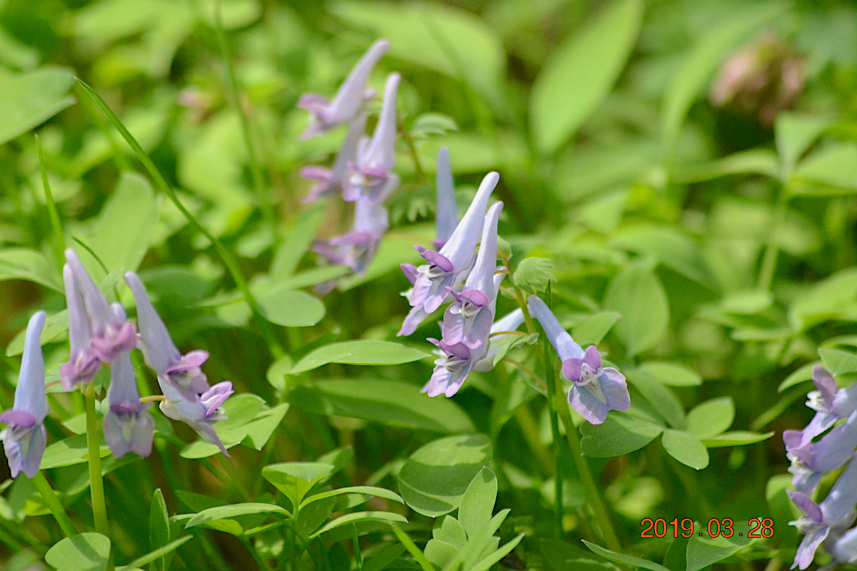 f:id:masatdm1951:20190328220529j:plain f:id:masatdm1951:20190328220529j:plain