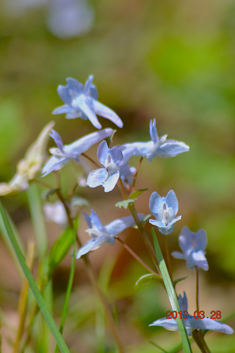 f:id:masatdm1951:20190328220616j:plain f:id:masatdm1951:20190328220616j:plain