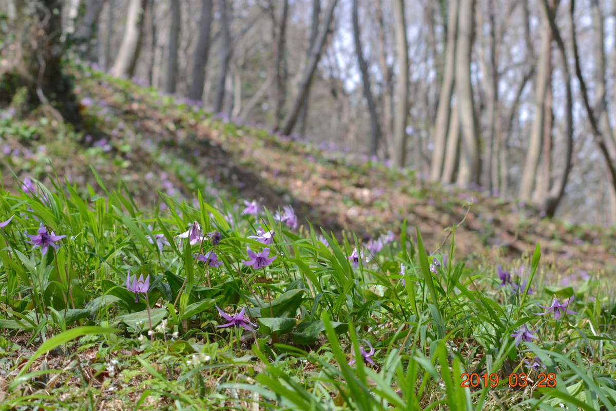 f:id:masatdm1951:20190328220636j:plain f:id:masatdm1951:20190328220636j:plain