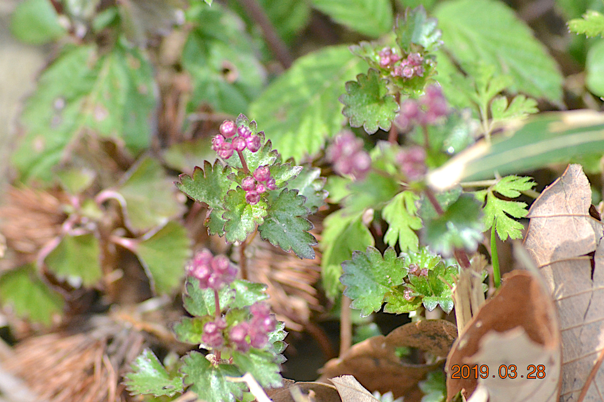 f:id:masatdm1951:20190328220714j:plain f:id:masatdm1951:20190328220714j:plain