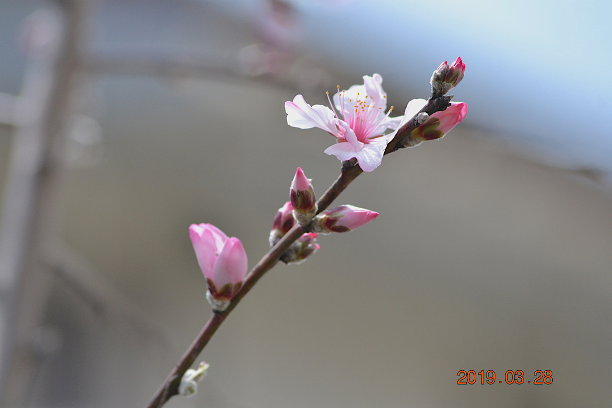 f:id:masatdm1951:20190328220753j:plain f:id:masatdm1951:20190328220753j:plain