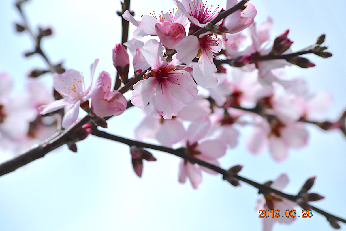 f:id:masatdm1951:20190328220815j:plain f:id:masatdm1951:20190328220815j:plain