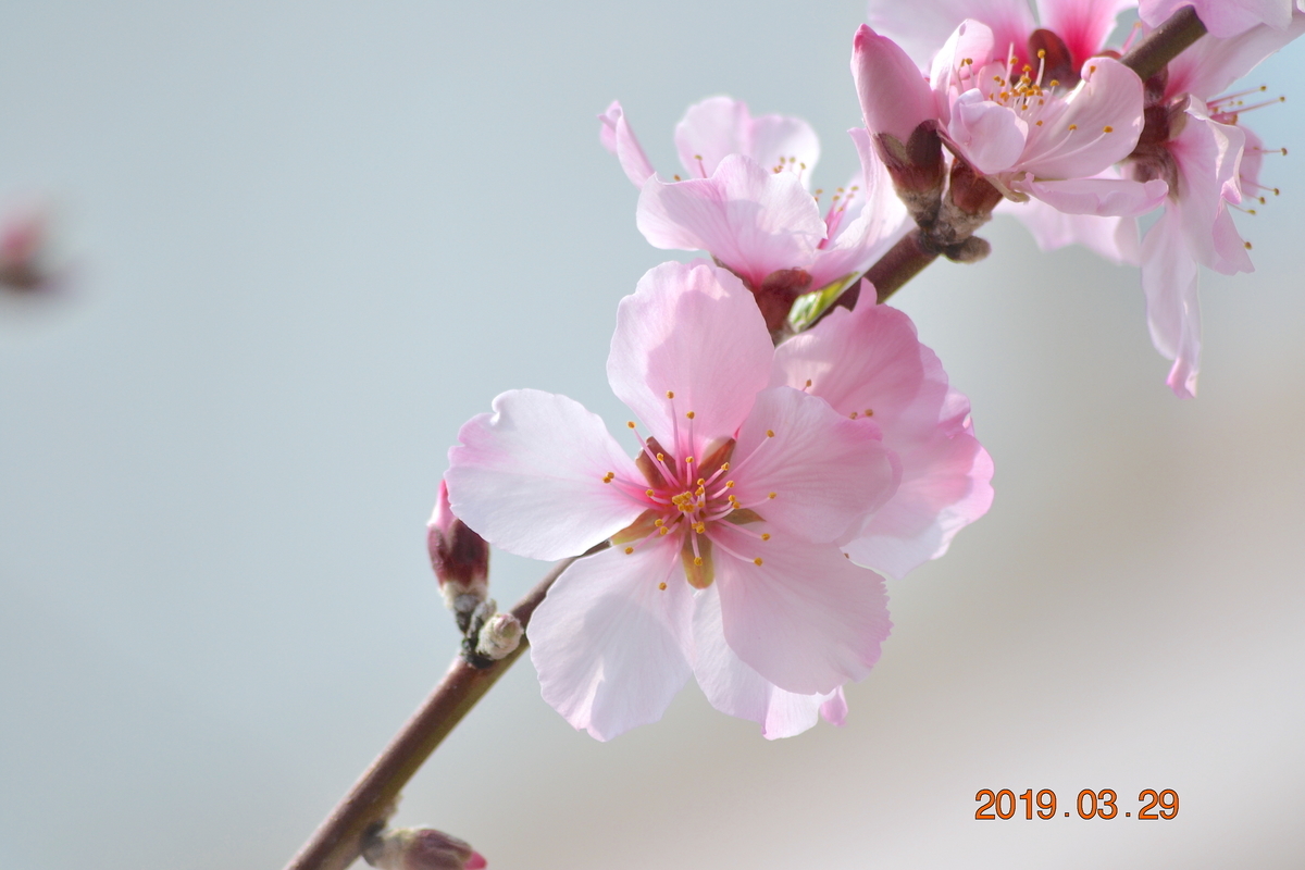 f:id:masatdm1951:20190329143618j:plain