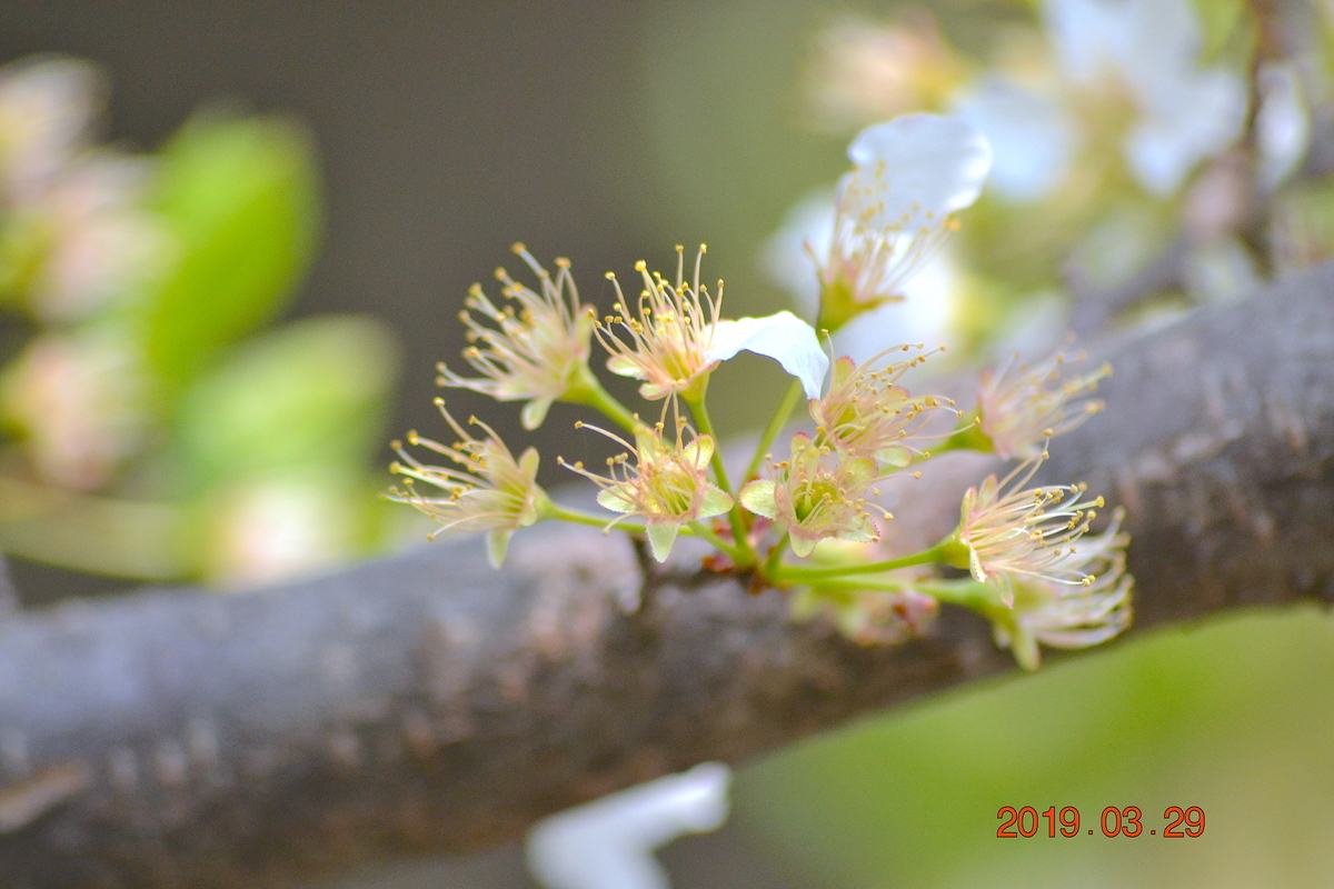 f:id:masatdm1951:20190329143726j:plain