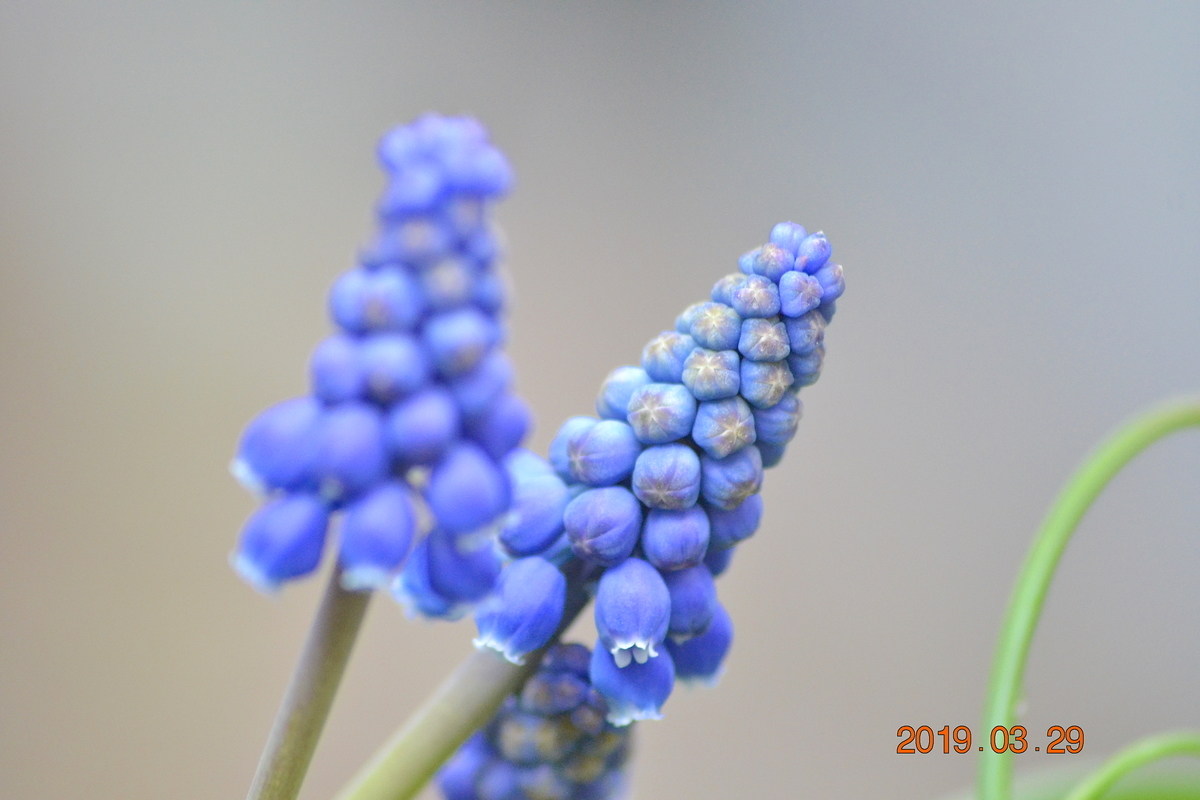 f:id:masatdm1951:20190329143810j:plain