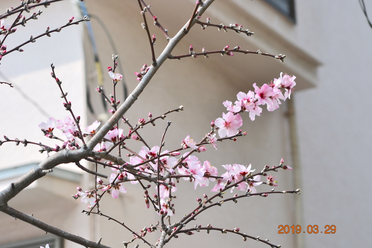 f:id:masatdm1951:20190329143917j:plain