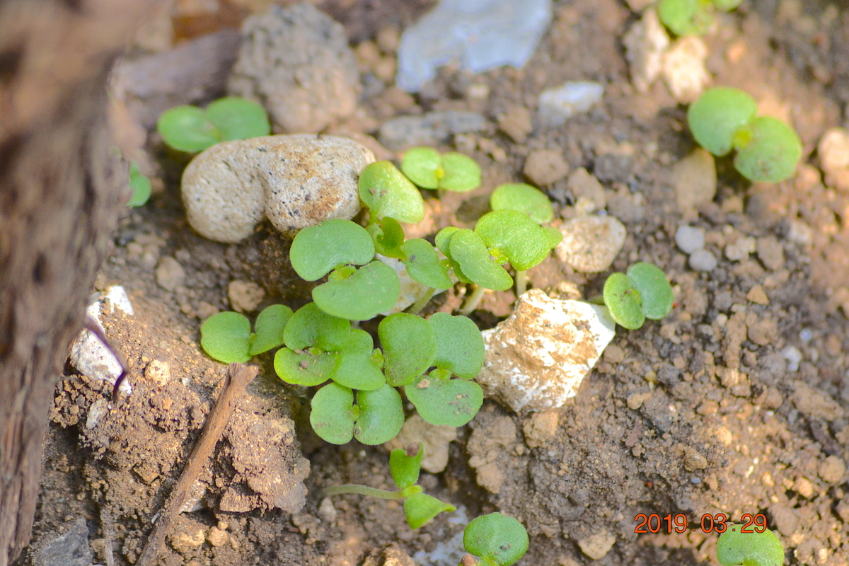 f:id:masatdm1951:20190329144011j:plain