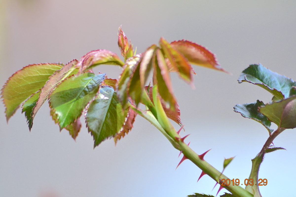 f:id:masatdm1951:20190329144058j:plain