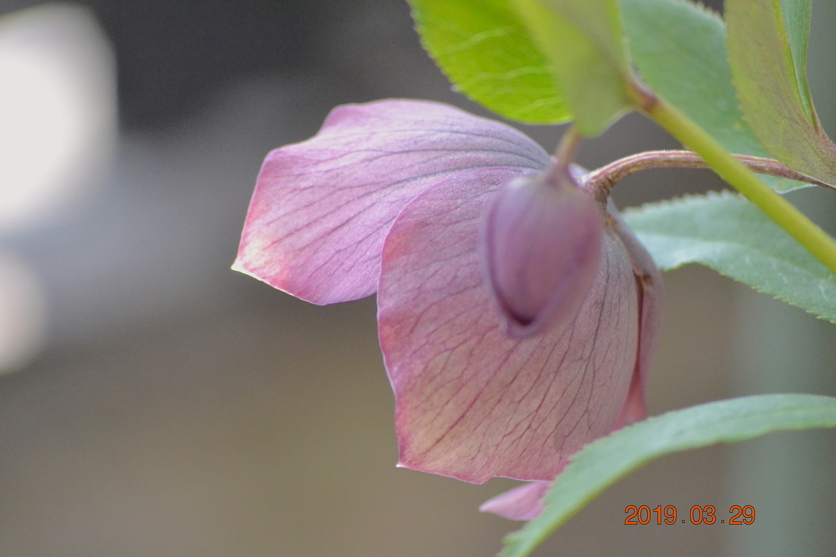 f:id:masatdm1951:20190329144203j:plain