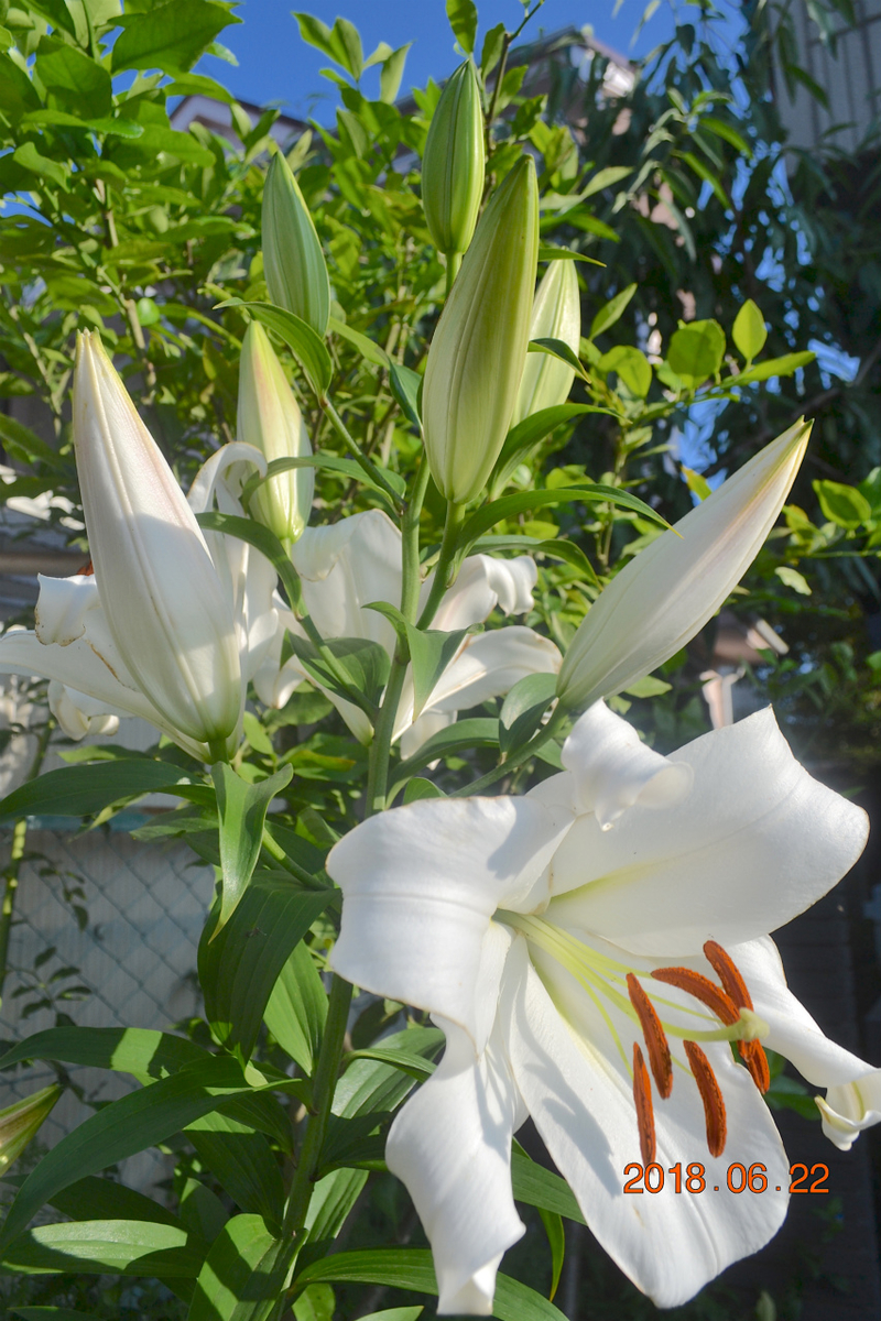 f:id:masatdm1951:20190329151541j:plain