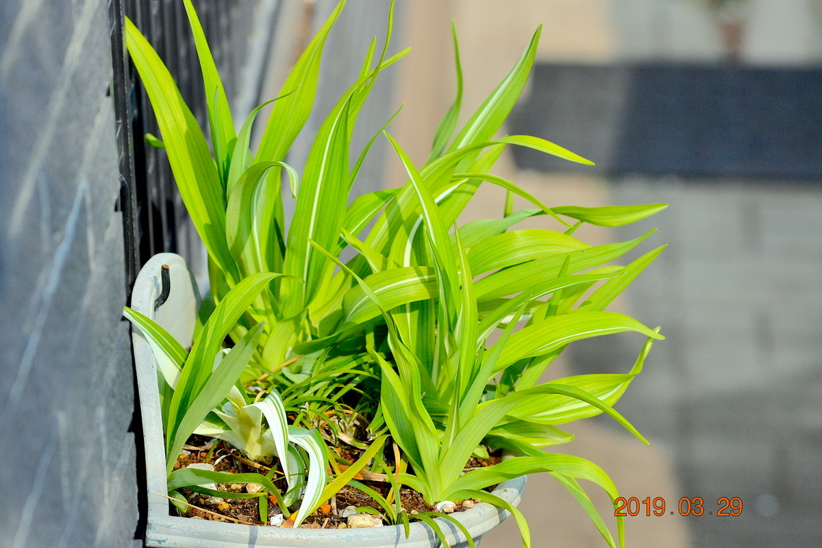 f:id:masatdm1951:20190329152129j:plain