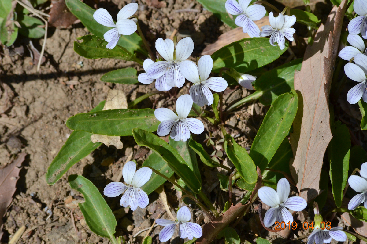 f:id:masatdm1951:20190403202225j:plain