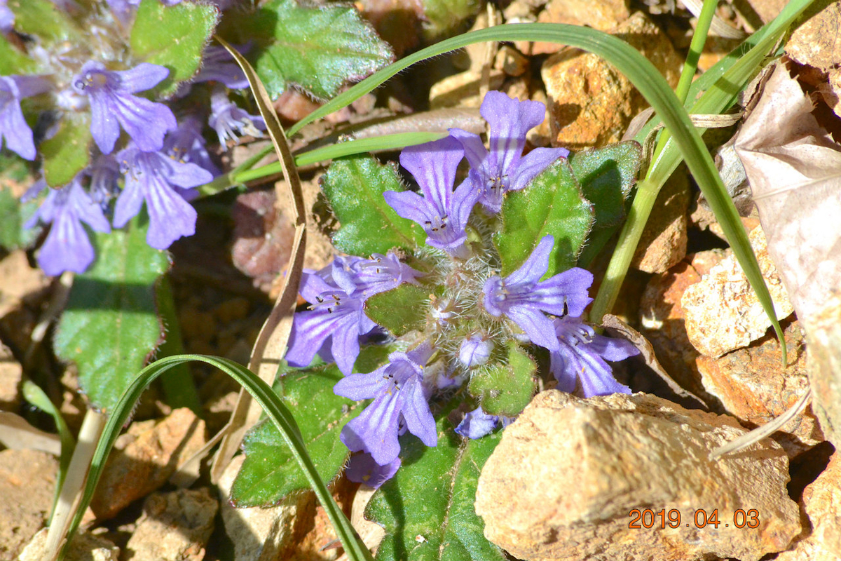 f:id:masatdm1951:20190403202229j:plain