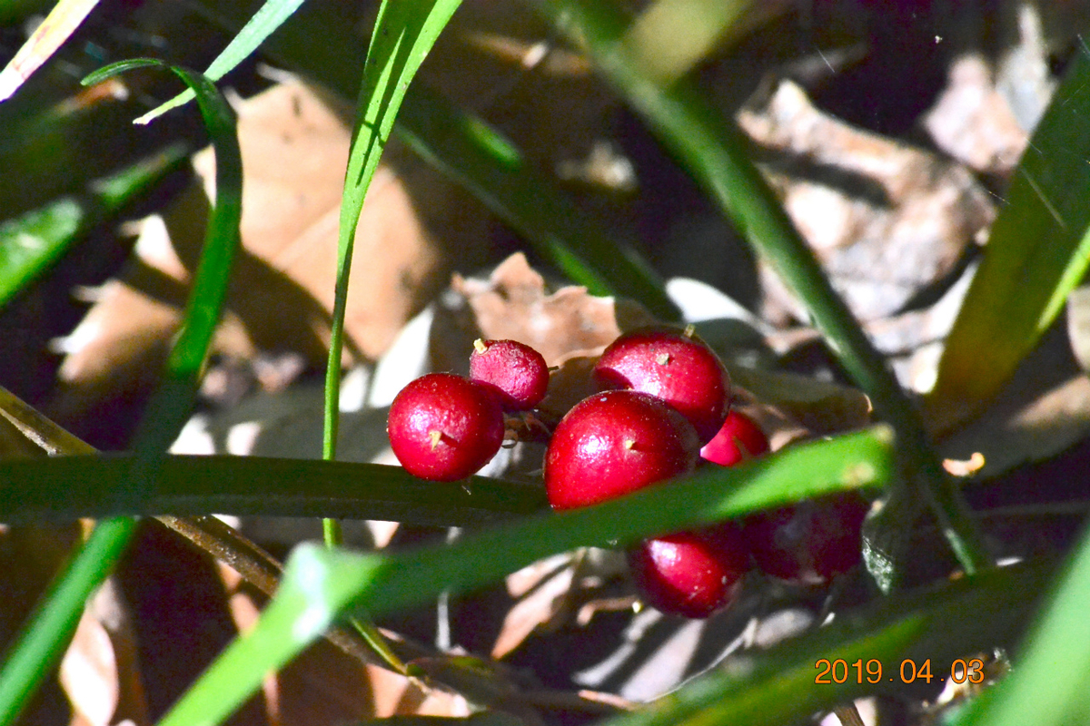 f:id:masatdm1951:20190403202301j:plain