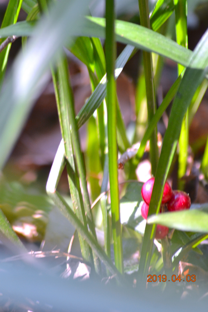 f:id:masatdm1951:20190403202308j:plain