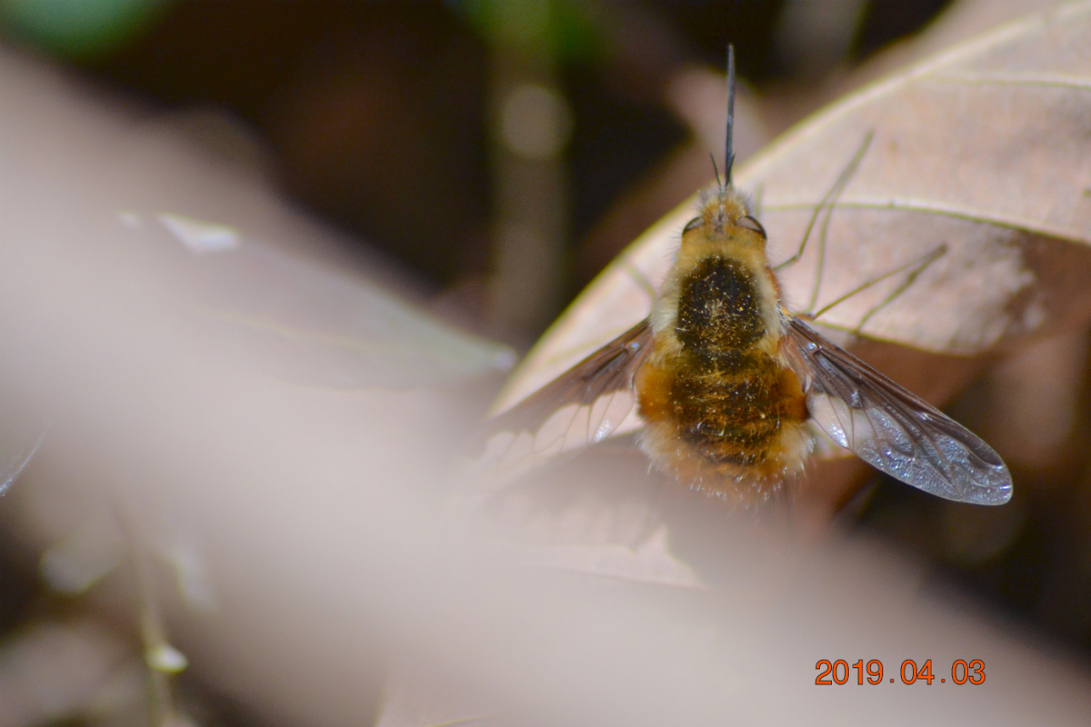 f:id:masatdm1951:20190403203120j:plain