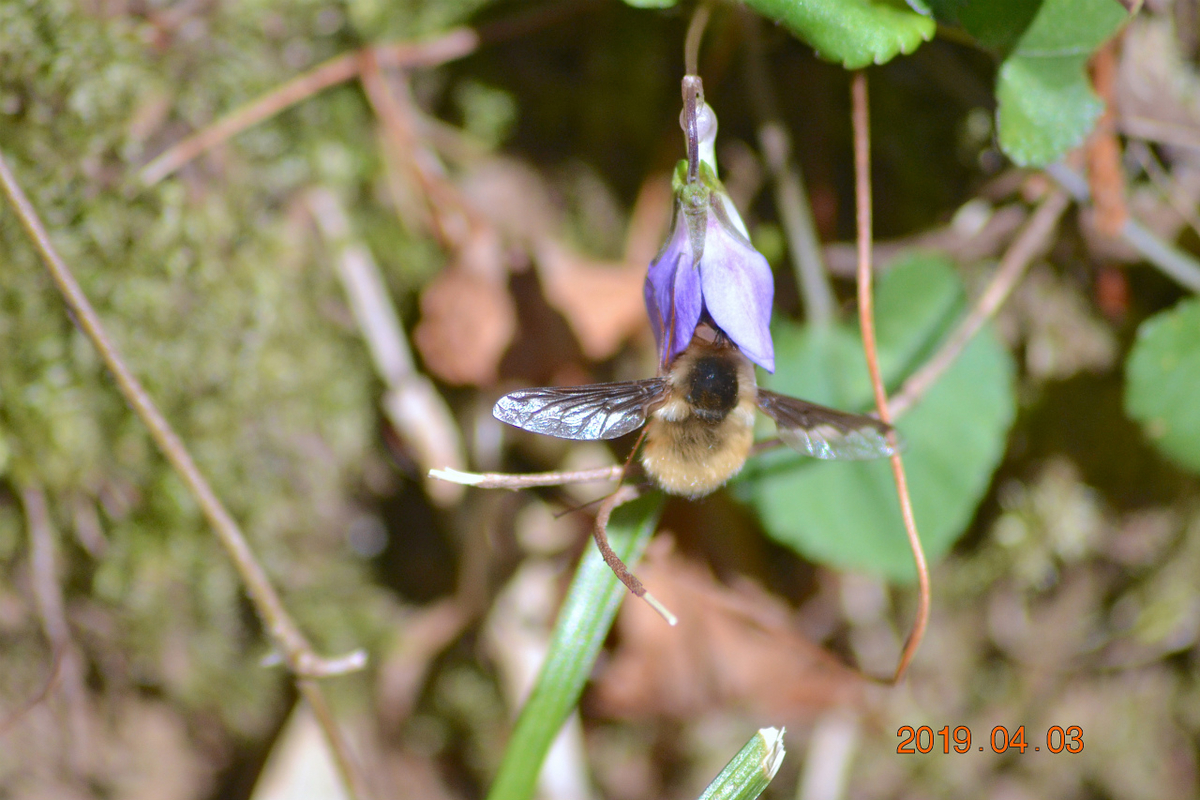 f:id:masatdm1951:20190403203130j:plain