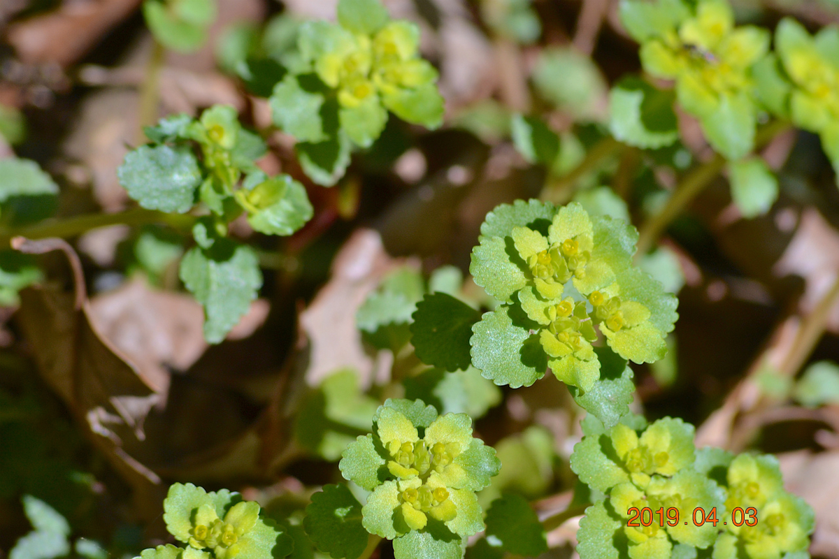 f:id:masatdm1951:20190403203144j:plain