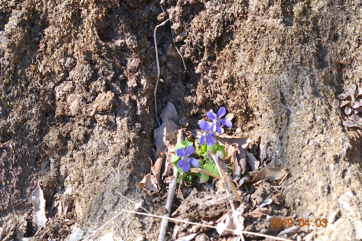 f:id:masatdm1951:20190403203201j:plain