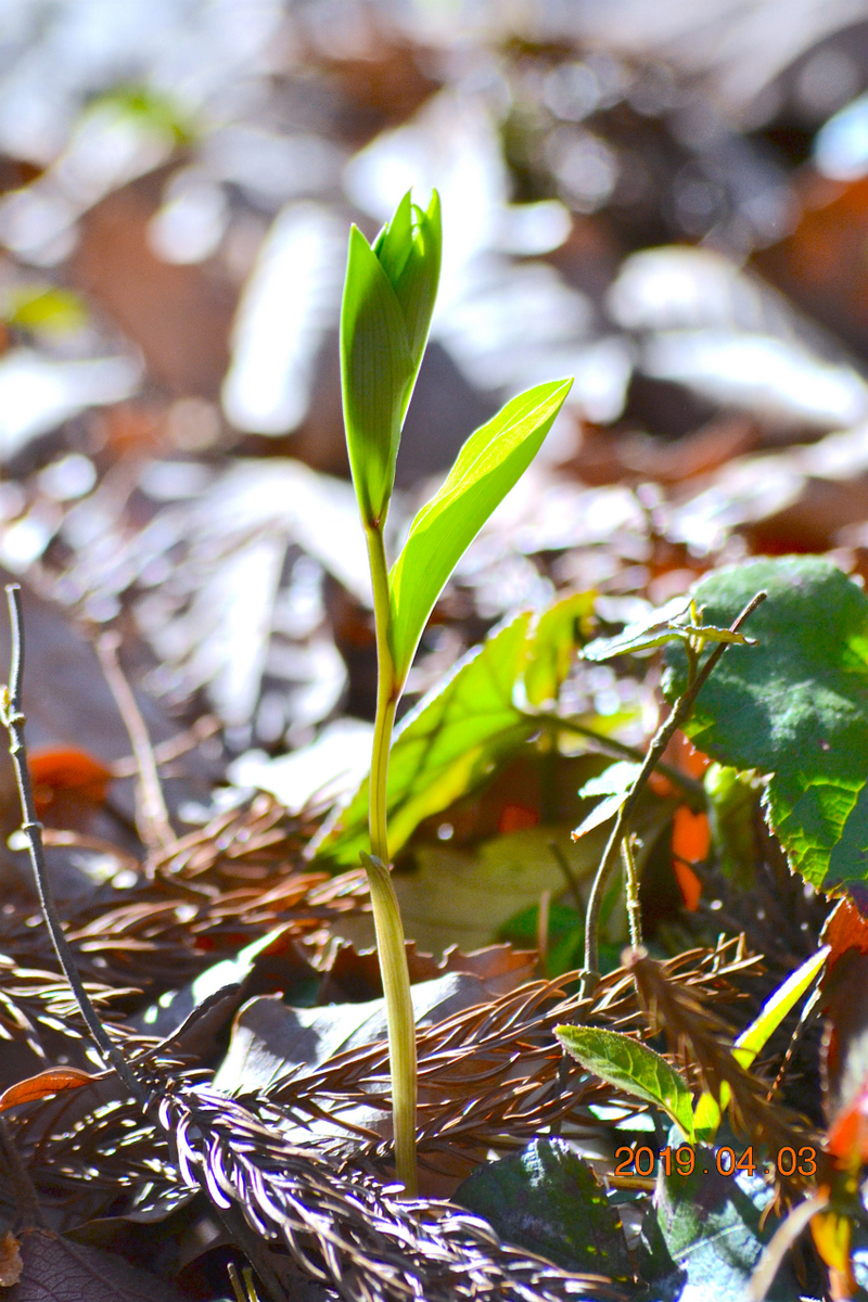 f:id:masatdm1951:20190403203211j:plain