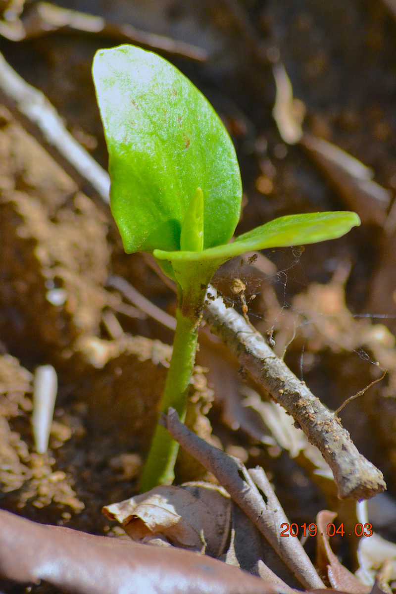 f:id:masatdm1951:20190403203217j:plain