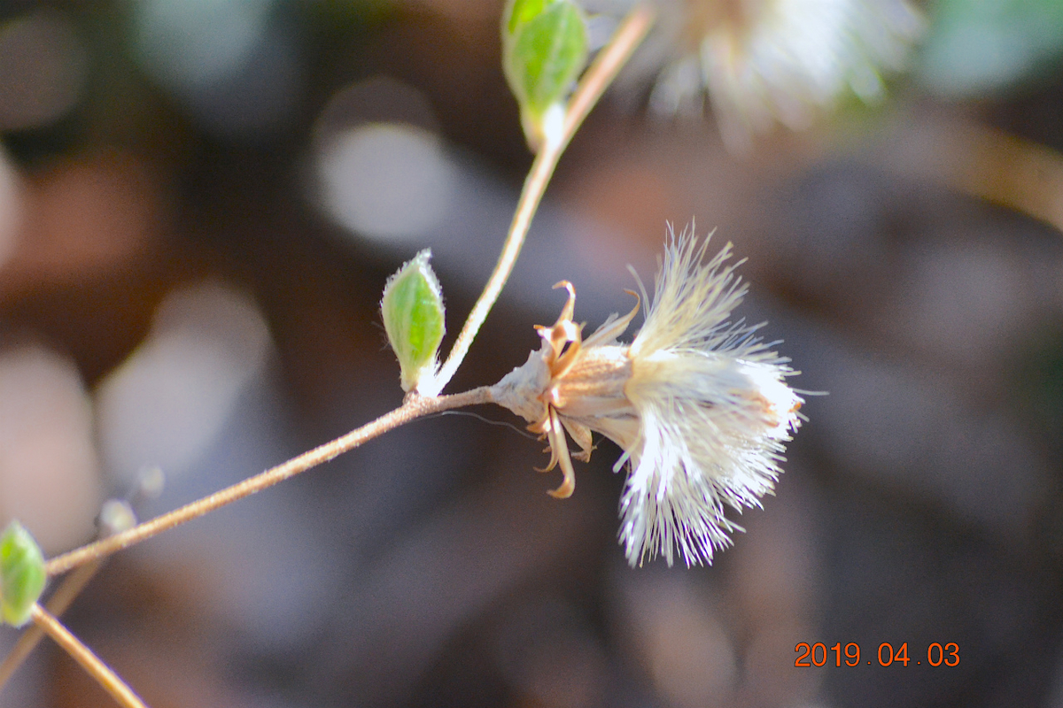 f:id:masatdm1951:20190403203229j:plain