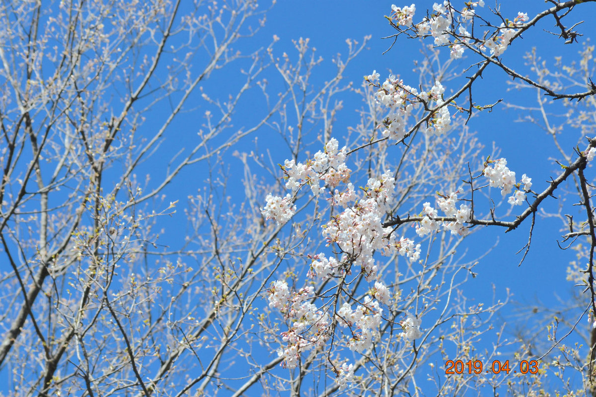 f:id:masatdm1951:20190403203237j:plain