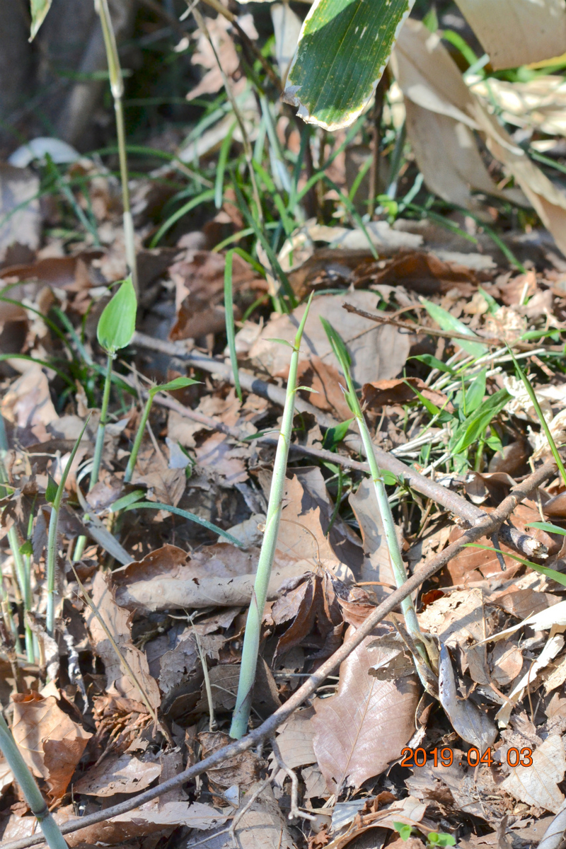 f:id:masatdm1951:20190403203244j:plain