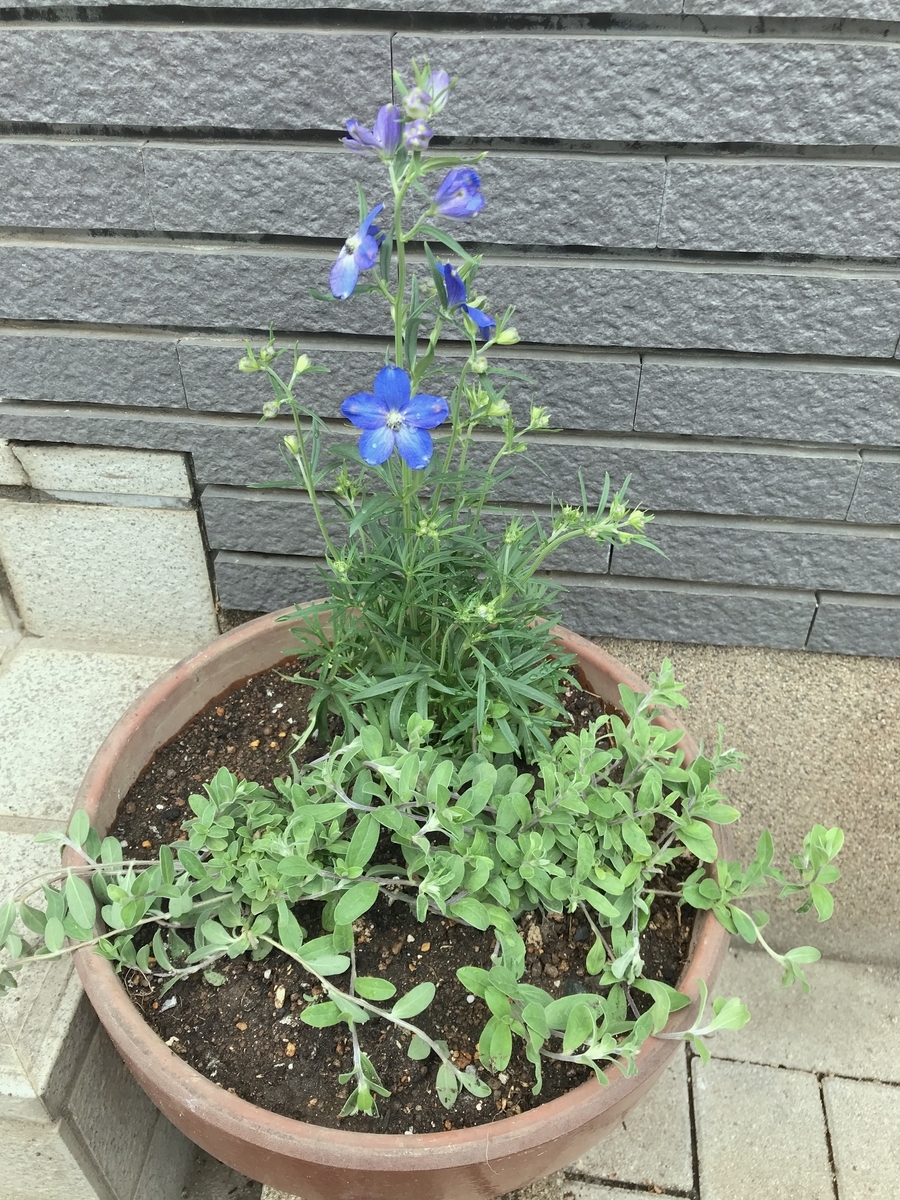 f:id:masatdm1951:20190407140147j:plain f:id:masatdm1951:20190407140147j:plain