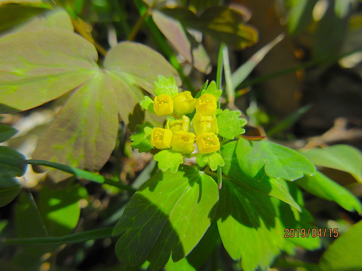 f:id:masatdm1951:20190415130250j:plain f:id:masatdm1951:20190415130250j:plain