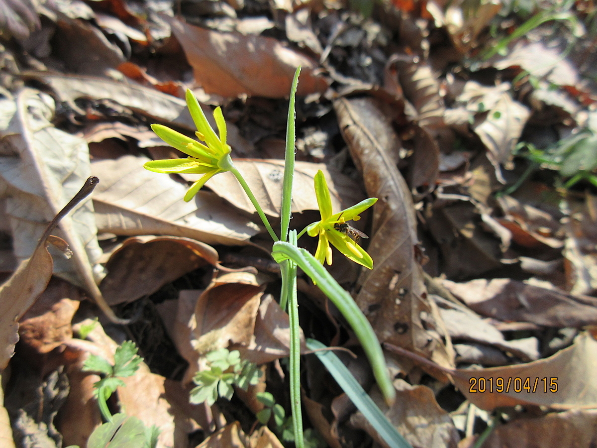 f:id:masatdm1951:20190415132235j:plain f:id:masatdm1951:20190415132235j:plain