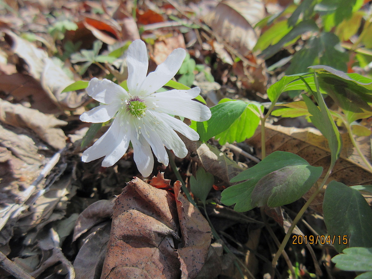 f:id:masatdm1951:20190415132243j:plain f:id:masatdm1951:20190415132243j:plain