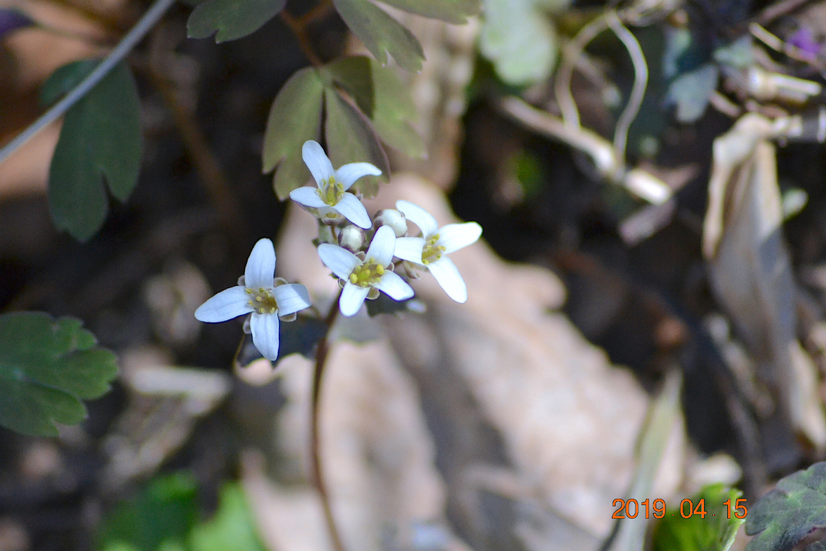 f:id:masatdm1951:20190415195238j:plain f:id:masatdm1951:20190415195238j:plain