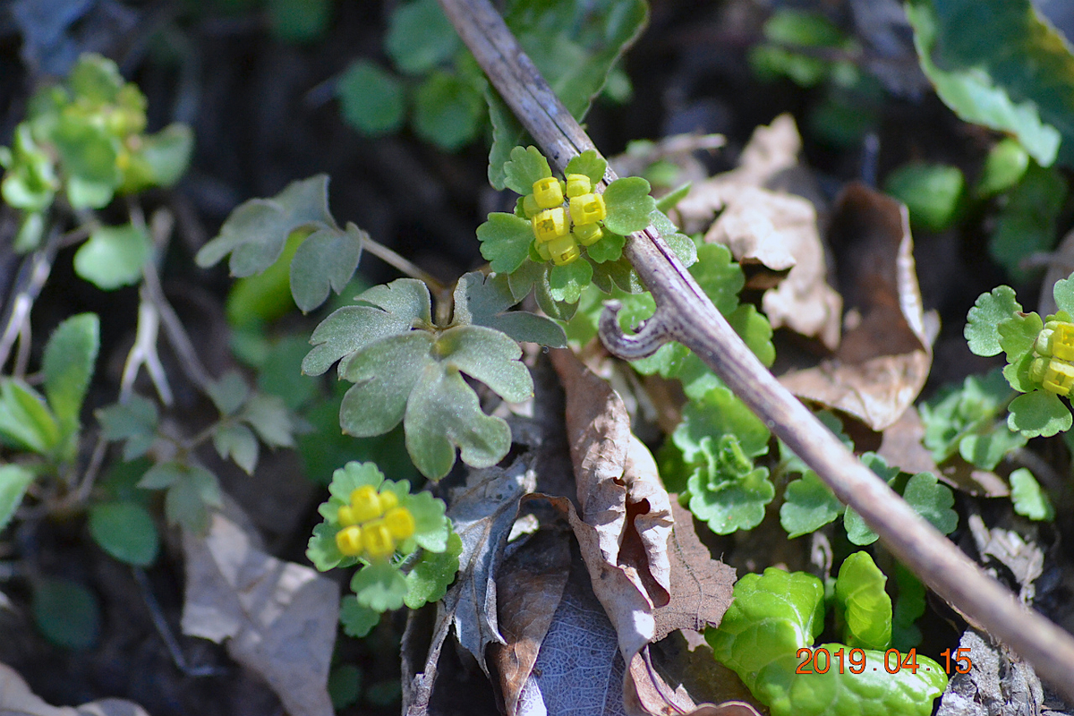 f:id:masatdm1951:20190415195258j:plain f:id:masatdm1951:20190415195258j:plain