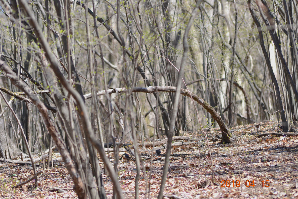 f:id:masatdm1951:20190415195316j:plain f:id:masatdm1951:20190415195316j:plain