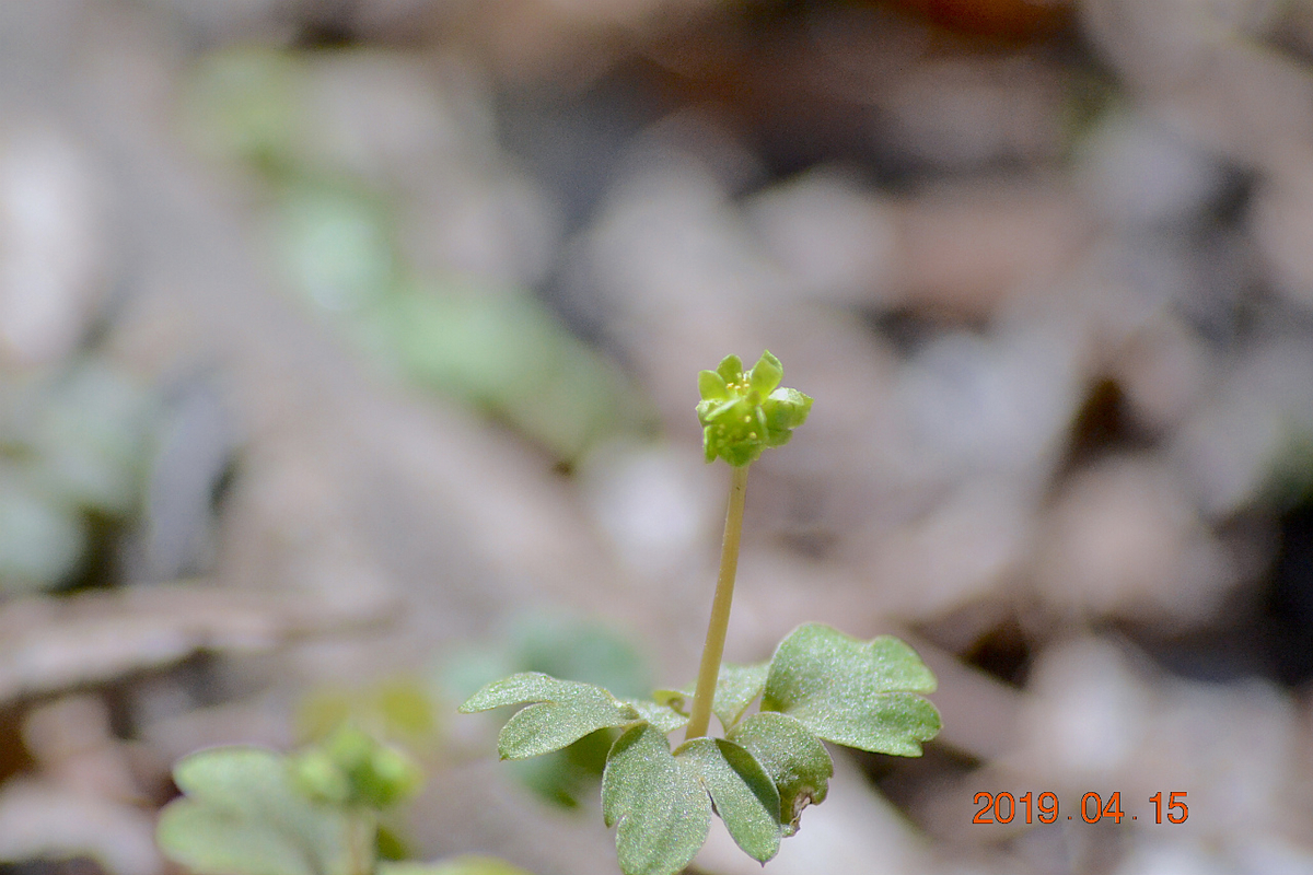 f:id:masatdm1951:20190415195412j:plain f:id:masatdm1951:20190415195412j:plain