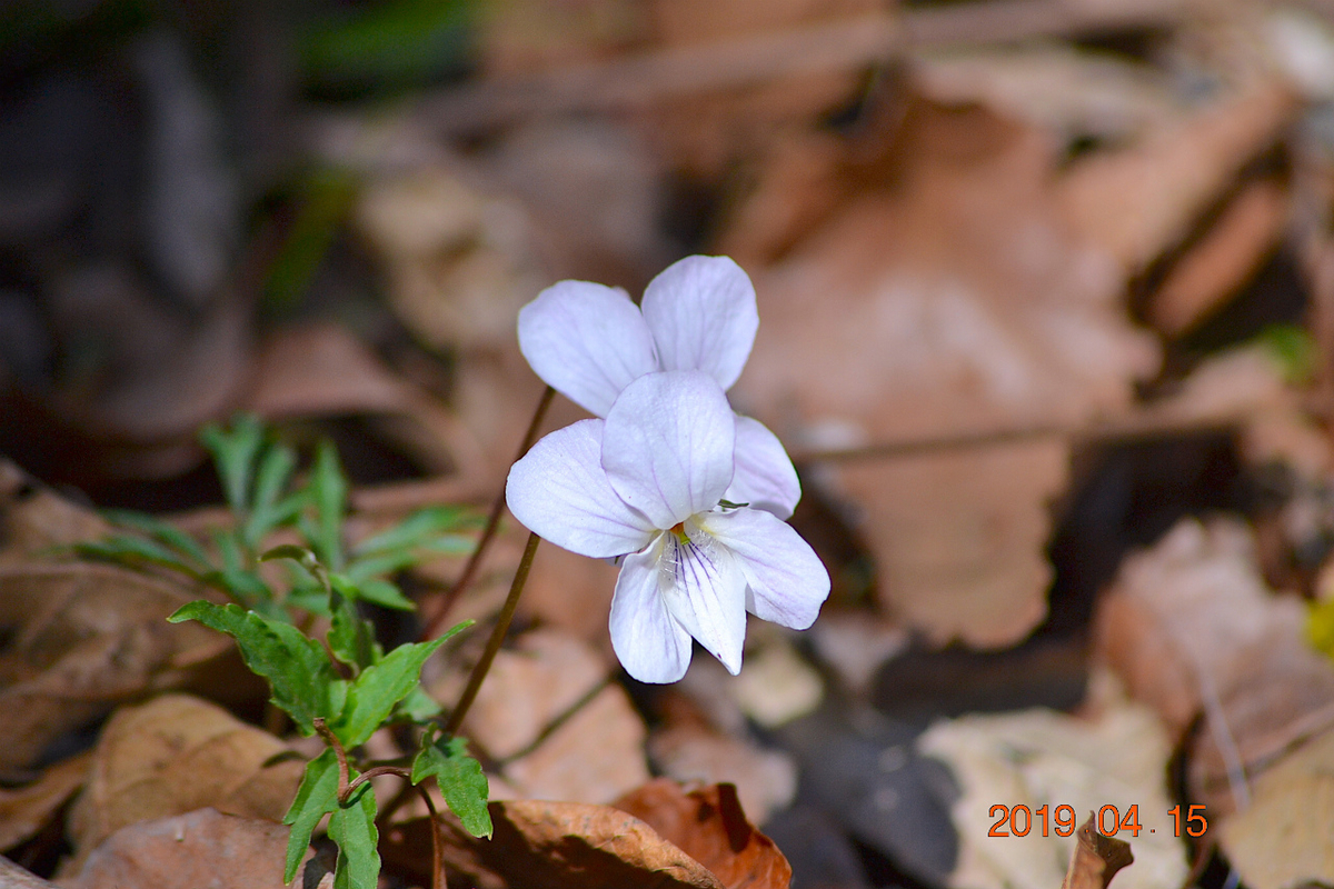 f:id:masatdm1951:20190415195437j:plain f:id:masatdm1951:20190415195437j:plain