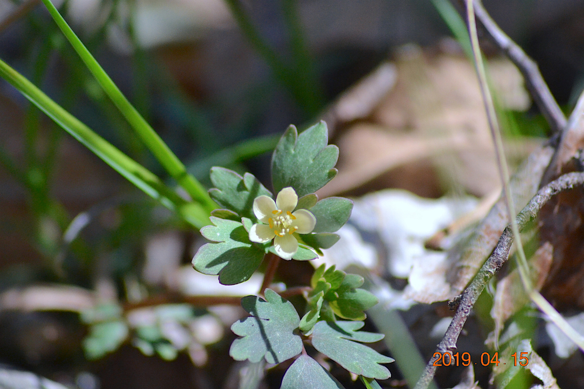 f:id:masatdm1951:20190415195503j:plain f:id:masatdm1951:20190415195503j:plain