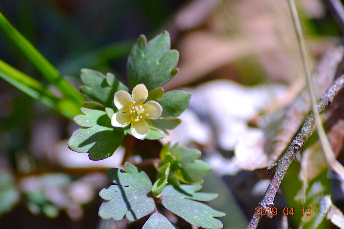 f:id:masatdm1951:20190415195527j:plain f:id:masatdm1951:20190415195527j:plain