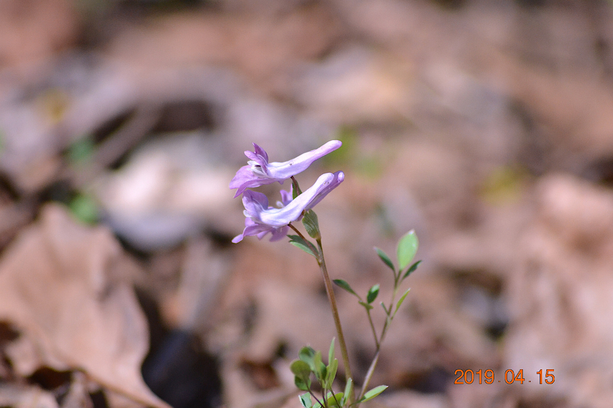 f:id:masatdm1951:20190415195552j:plain f:id:masatdm1951:20190415195552j:plain