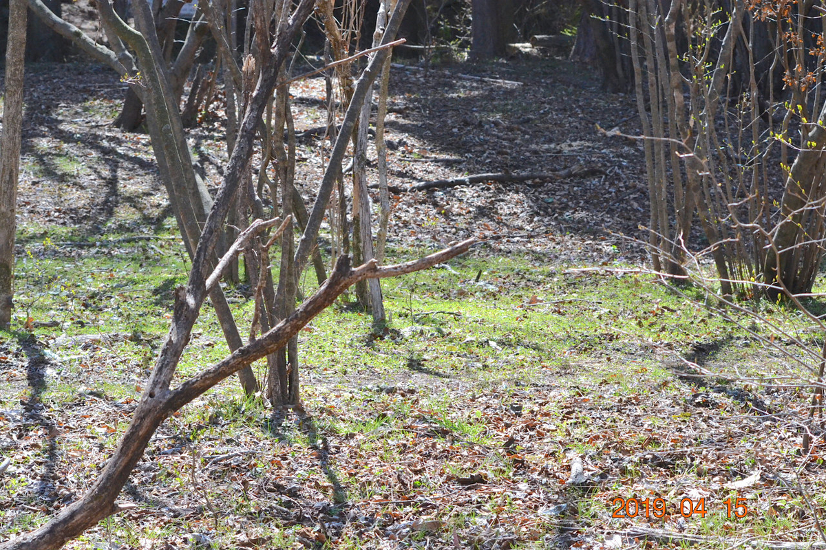 f:id:masatdm1951:20190415195607j:plain f:id:masatdm1951:20190415195607j:plain