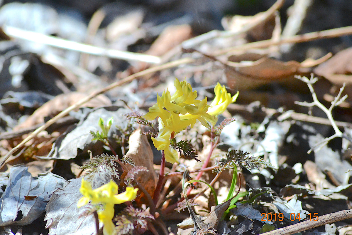 f:id:masatdm1951:20190415195633j:plain f:id:masatdm1951:20190415195633j:plain